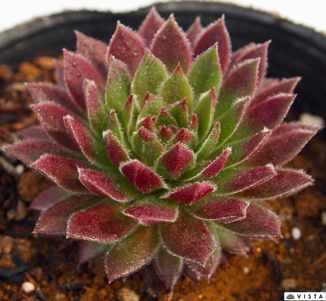 Rakuten - パシフィックチャーム　センペルビウム属　多肉植物　9cmポット観葉植物 雑貨 おすすめ インテリア 暮らし 地植え 鉢植え 子株 寒さ 紅葉
