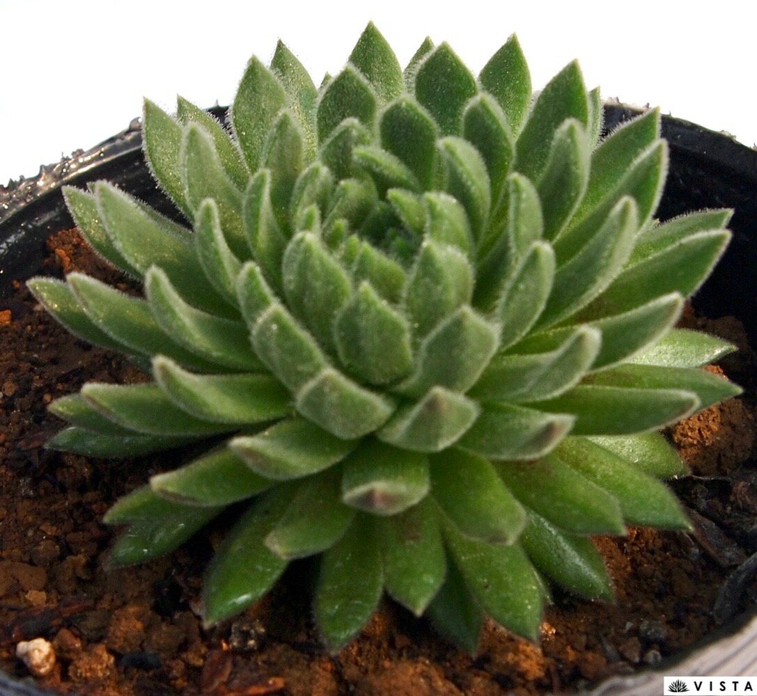 クリムゾンベルベット センペルビウム属　多肉植物　9cmポット観葉植物 雑貨 おすすめ インテリア 暮らし 地植え 鉢植え 子株 寒さ 紅葉