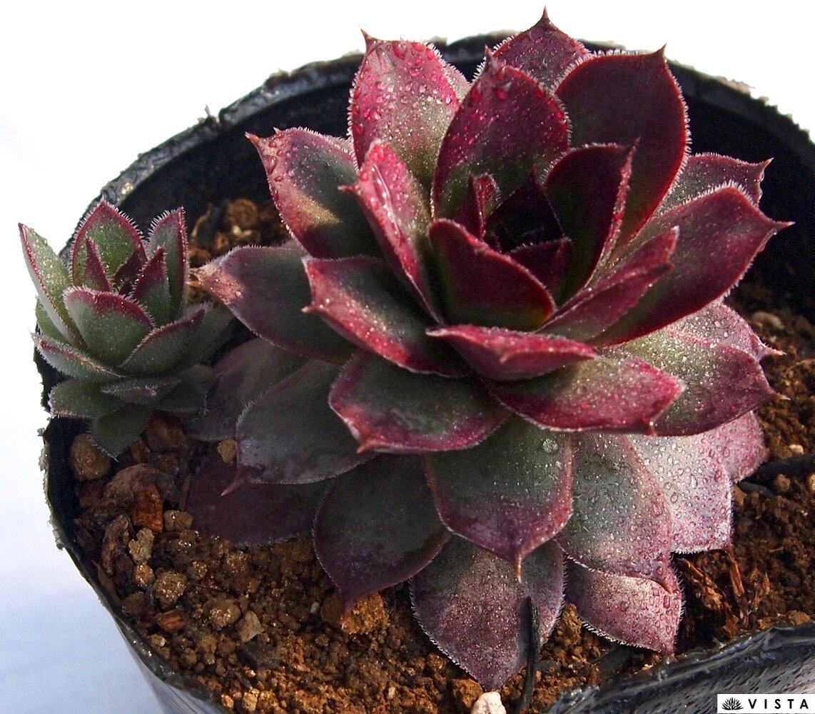 Other Succulents - フランダースパッション センペルビウム属　多肉植物　9cmポット観葉植物 雑貨 おすすめ インテリア 暮らし 地植え 鉢植え 子株 寒さ 紅葉
