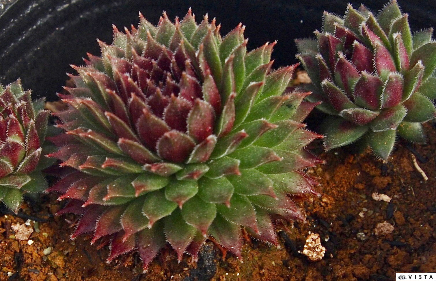 ジェットストリーム センペルビウム属　多肉植物　9cmポット観葉植物 雑貨 おすすめ インテリア 暮らし 地植え 鉢植え 子株 寒さ 紅葉