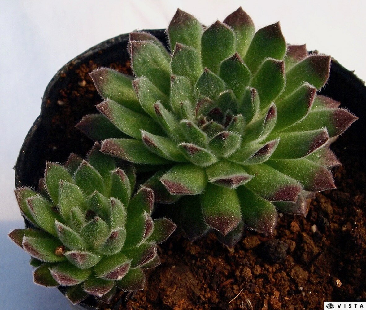 ピンクパフ　センペルビウム属　多肉植物　9cmポット観葉植物 雑貨 おすすめ イン...