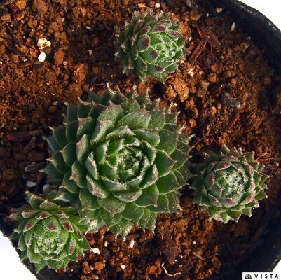楽天市場 フォークルネッティ センペルビウム属 多肉植物 9cmポット観葉植物 雑貨 おすすめ インテリア 暮らし 160 地植え 鉢植え 子株 寒さ 紅葉 多肉植物専門店 ビスタ 楽天市場 フォークルネッティ センペルビウム属 多肉植物 9cmポット観葉植物 雑貨 おすすめ インテリア 暮らし 160 地植え 鉢植え 子株 寒さ 紅葉 多肉植物専門店 ビスタ