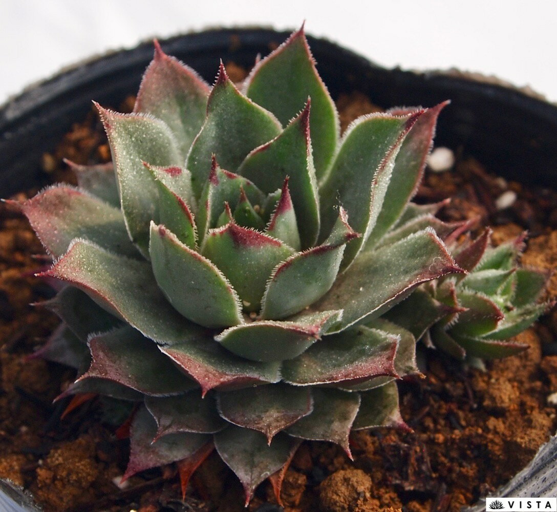 ブルーゲイ　センペルビウム属　多肉植物　9cmポット観葉植物 雑貨 おすすめ インテリア 暮らし 地植え 鉢植え 子株 寒さ 紅葉