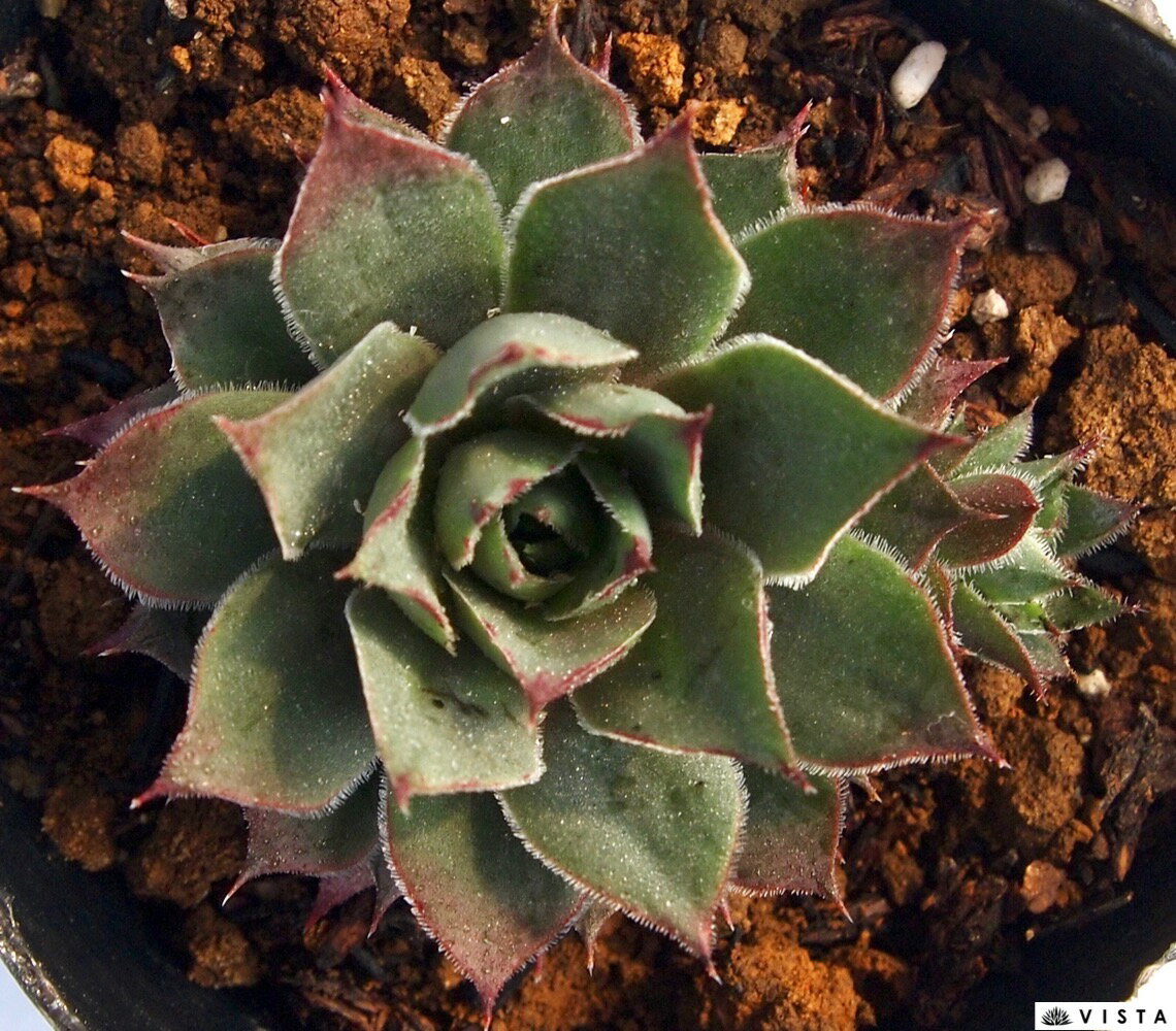 ブルーゲイ　センペルビウム属　多肉植物　9cmポット観葉植物 雑貨 おすすめ イン...