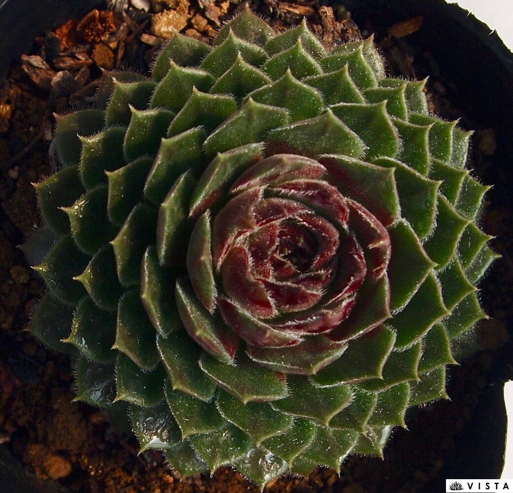 楽天市場 アラインチェ センペルビウム属 多肉植物 9cmポット観葉植物 雑貨 おすすめ インテリア 暮らし 160 地植え 鉢植え 子株 寒さ 紅葉 多肉植物専門店 ビスタ