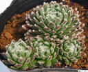 ブラボー センペルビウム属 多肉植物 9cmポット観葉植物 雑貨 おすすめ インテリア 暮らし 地植え 鉢植え 子株 寒さ 紅葉