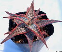 アロエ ブライトスター アロエ属　多肉植物　9cmポット観葉植物 雑貨 おすすめ インテリア 暮らし 育て方 植物 種類 使い方 ケア