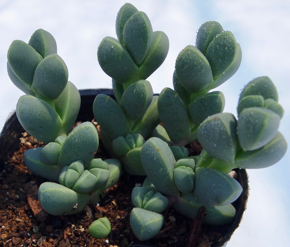 夕波（ユウナミ）　デロスペルマ属　多肉植物　9cmポット