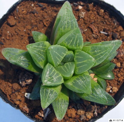 楽天市場 寿晃 ジュコウ ハオルチア属 多肉植物 9cmポット観葉植物 雑貨 おすすめ インテリア 暮らし ハオルシア Haworthia サボテン 植物 多肉植物専門店 ビスタ 楽天市場 寿晃 ジュコウ ハオルチア属 多肉植物 9cmポット観葉植物 雑貨 おすすめ インテリア 暮らし ハオルシア Haworthia サボテン 植物 多肉植物専門店 ビスタ