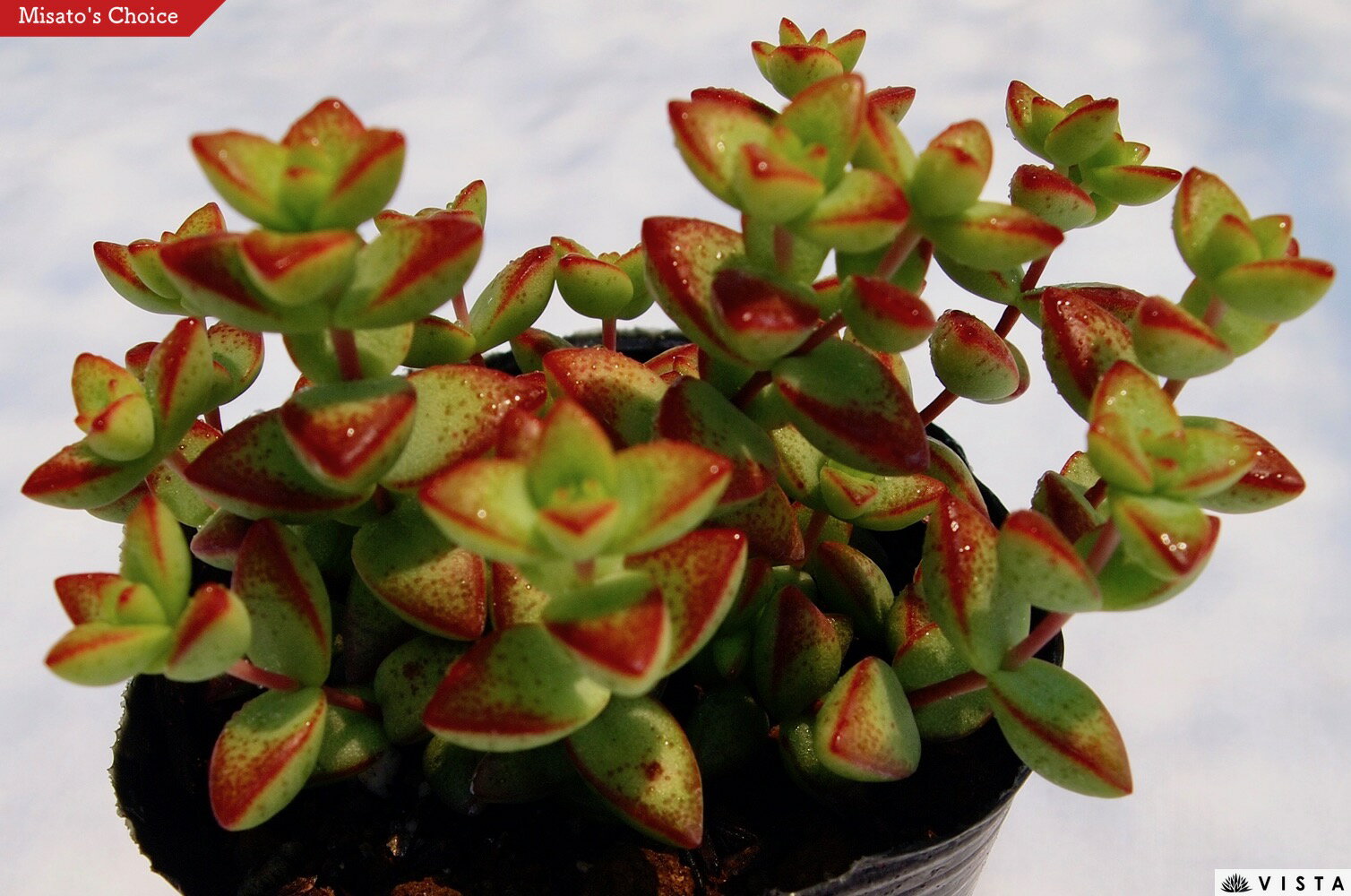 彦星（ヒコボシ）クラッスラ属　多肉植物　9cmポット観葉植物 雑貨 おすすめ インテリア 暮らし 植え付け 挿し木 実生 冬型 夏型