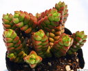 寿限無(ジュゲム)クラッスラ属 多肉植物 9cmポット(3~5頭)観葉植物 雑貨 おすすめ インテリア 暮らし 植え付け 挿し木 実生 冬型 夏型
