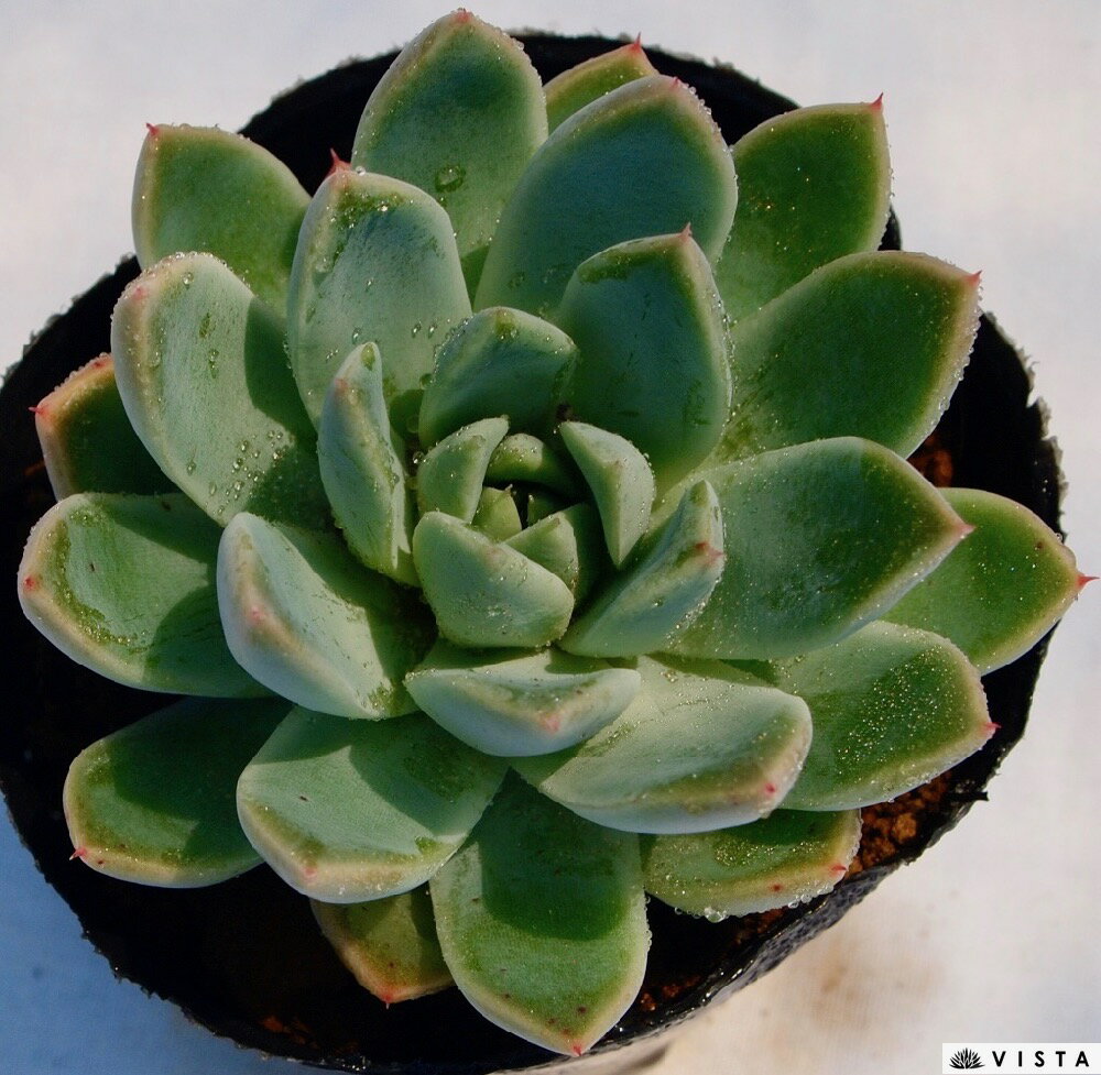 サブリム エケベリア属 多肉植物 9cmポット観葉植物 雑貨 おすすめ インテリア 暮らし 室内 植物 育て方 サボテン 多肉