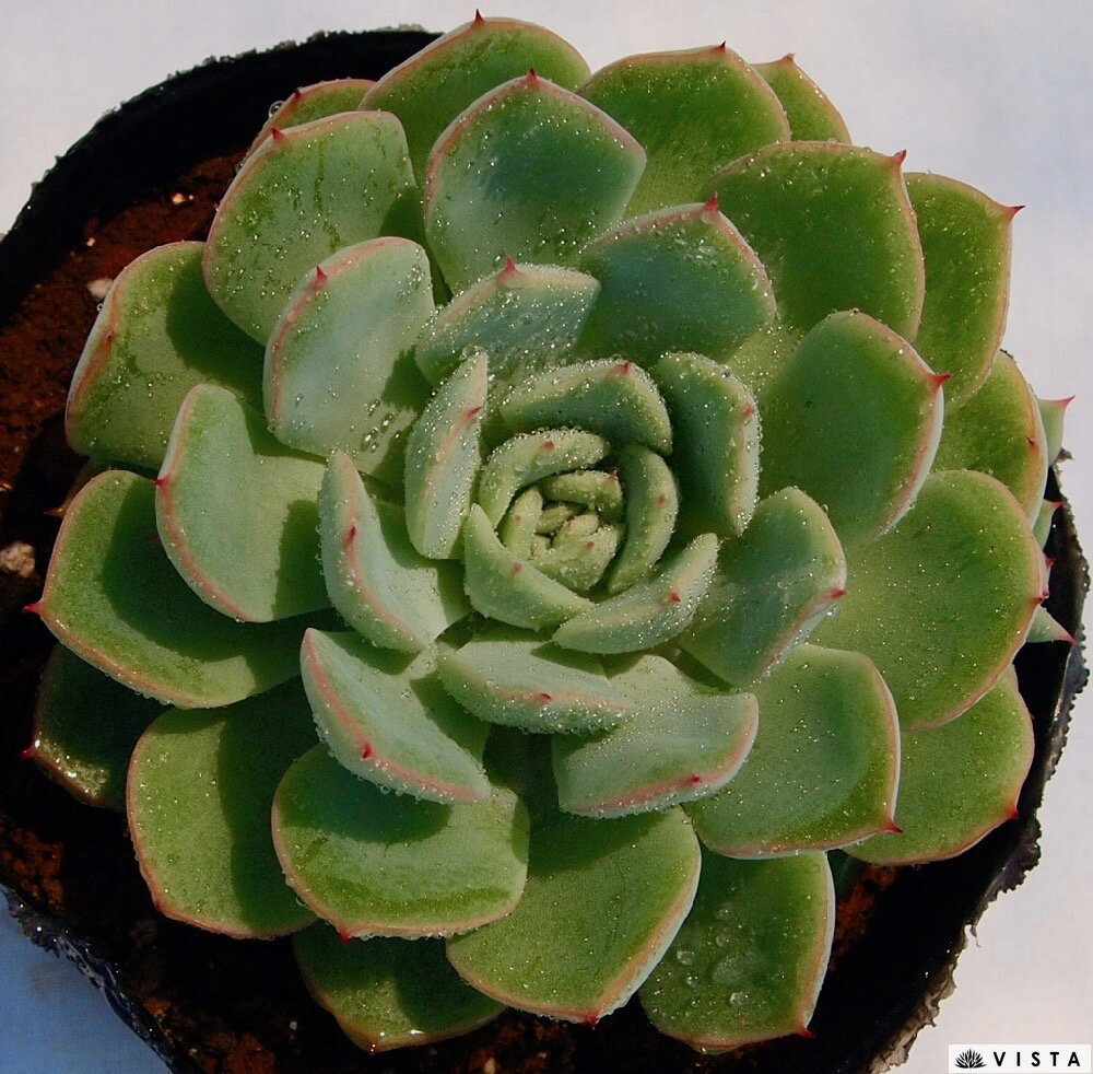 楽天市場 リスタリアナ エケベリア属 多肉植物 9cmポット観葉植物 雑貨 おすすめ インテリア 暮らし 室内 植物 育て方 サボテン 多肉 多肉植物専門店 ビスタ