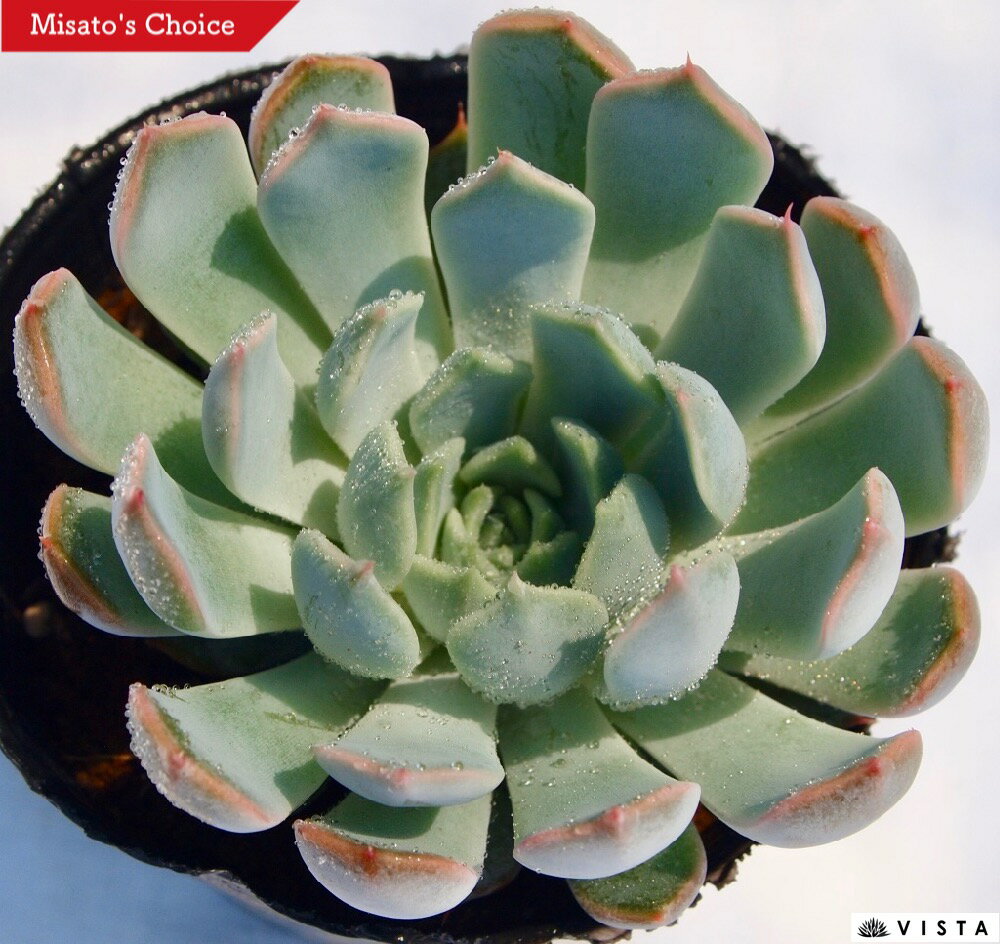 サボン エケベリア属 多肉植物 9cmポット観葉植物 雑貨 おすすめ インテリア 暮らし 室内 植物 育て方 サボテン 多肉