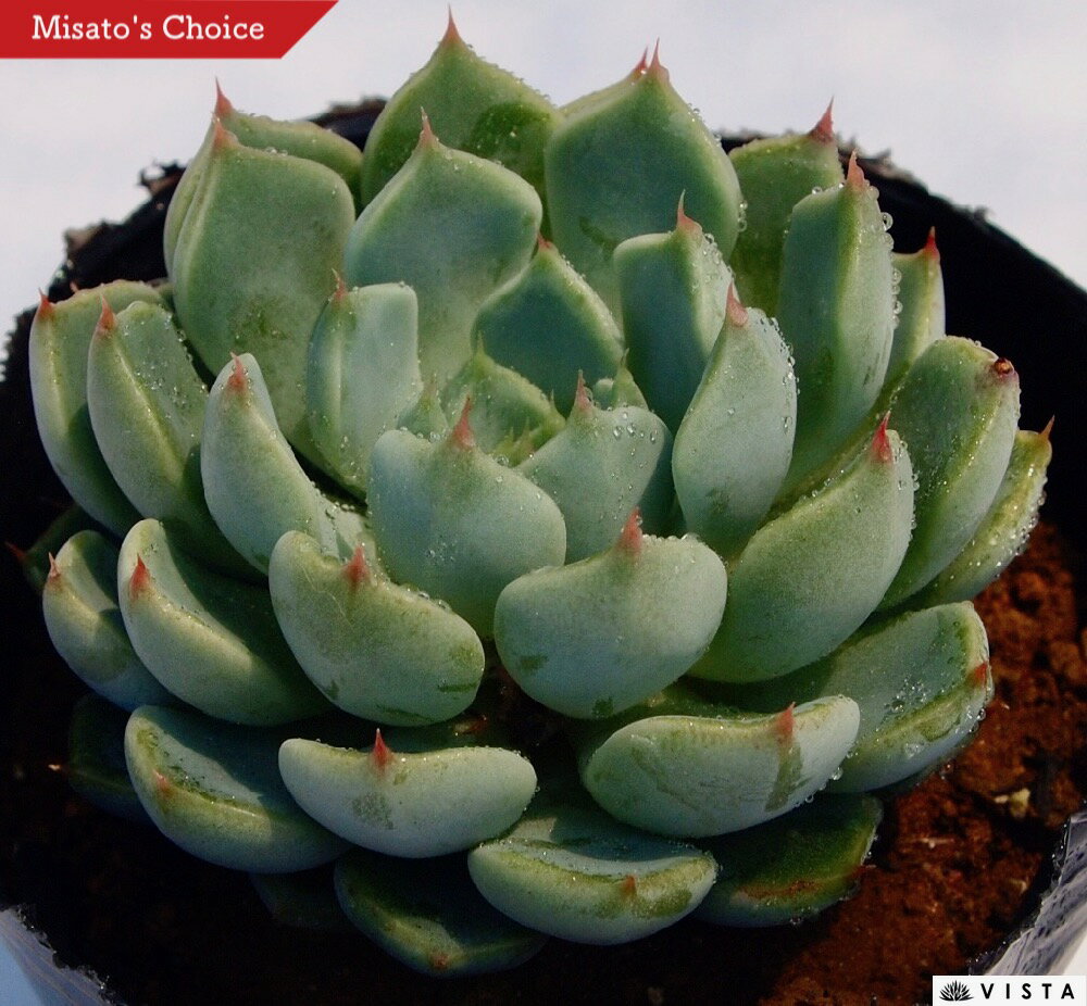 Other - 沙弥香（サヤカ） エケベリア属 多肉植物 9cmポット観葉植物 雑貨 おすすめ インテリア 暮らし 室内 植物 育て方 サボテン 多肉