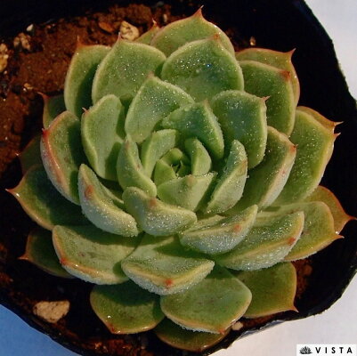 楽天市場 アンバローズ エケベリア属 多肉植物 9cmポット観葉植物 雑貨 おすすめ インテリア 暮らし 室内 植物 育て方 サボテン 多肉 多肉植物専門店 ビスタ 楽天市場 アンバローズ エケベリア属 多肉植物 9cmポット観葉植物 雑貨 おすすめ インテリア 暮らし 室内 植物 育て方 サボテン 多肉 多肉植物専門店 ビスタ