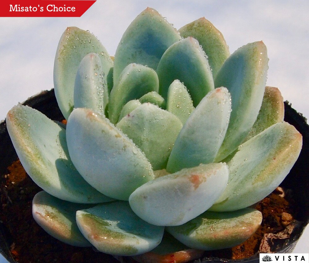 ラッセル エケベリア属 多肉植物 9cmポット観葉植物 雑貨 おすすめ インテリア 暮らし 室内 植物 育て方 サボテン 多肉 vistajapan-10001016 ビスタジャパン パッケージ画像