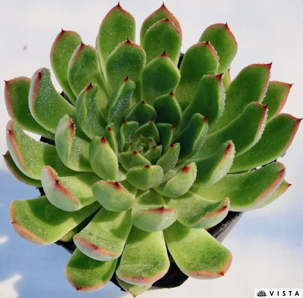 炎輪（エンリン） エケベリア属 多肉植物 9cmポット観葉植物 雑貨 おすすめ インテリア 暮らし 室内 植物 育て方 サボテン 多肉