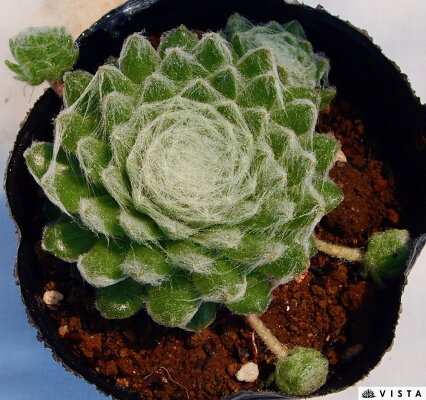 楽天市場 アラクノイデウムユーコンスノー センペルビウム属 多肉植物 9cmポット観葉植物 雑貨 おすすめ インテリア 暮らし 160 地植え 鉢植え 子株 寒さ 紅葉 多肉植物専門店 ビスタ 楽天市場 アラクノイデウムユーコンスノー センペルビウム属 多肉植物 9cmポット観葉植物 雑貨 おすすめ インテリア 暮らし 160 地植え 鉢植え 子株 寒さ 紅葉 多肉植物専門店 ビスタ