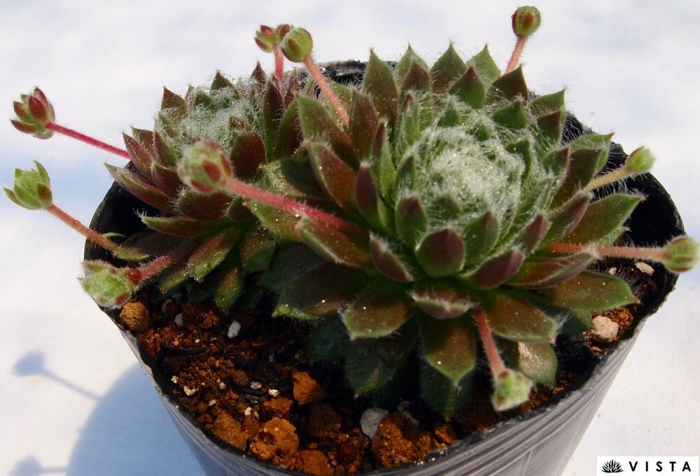 Rakuten - オーワン センペルビウム属　多肉植物　9cmポット観葉植物 雑貨 おすすめ インテリア 暮らし 地植え 鉢植え 子株 寒さ 紅葉