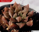 GiVLG}Lj@nI`AyfbNXz@A@10.5cm|bgϗtA G  CeA 炵 nIVA haworthia T{e A