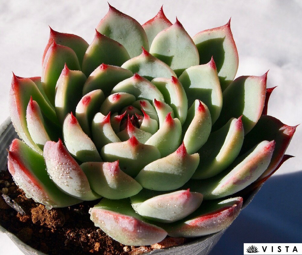 EcheveriaChihuahualinze
