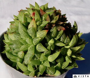 花鏡【デラックス多肉】ハオルチア属【ジュエルプランツ】 多肉植物 10.5cmポット観葉植物 雑貨 おすすめ インテリア 暮らし ハオルシア haworthia サボテン 植物