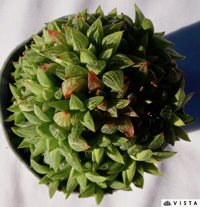 楽天市場 花鏡 ハオルチア属 デラックス多肉 ジュエルプランツ 多肉植物 10 5cmポット観葉植物 雑貨 おすすめ インテリア 暮らし ハオルシア Haworthia サボテン 植物 多肉植物専門店 ビスタ 楽天市場 花鏡 ハオルチア属 デラックス多肉 ジュエルプランツ 多肉植物 10 5cmポット観葉植物 雑貨 おすすめ インテリア 暮らし ハオルシア Haworthia サボテン 植物 多肉植物専門店 ビスタ