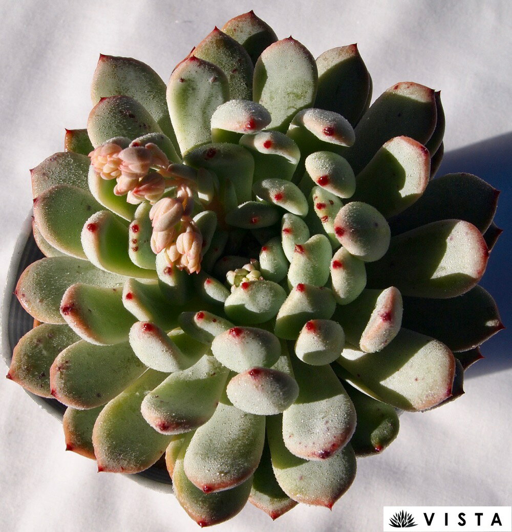 ビアンテ【デラックス多肉】エケベリア属　多肉植物　10.5cmポット観葉植物 雑貨 おすすめ インテリア 暮らし 室内 植物 育て方 サボテン 多肉