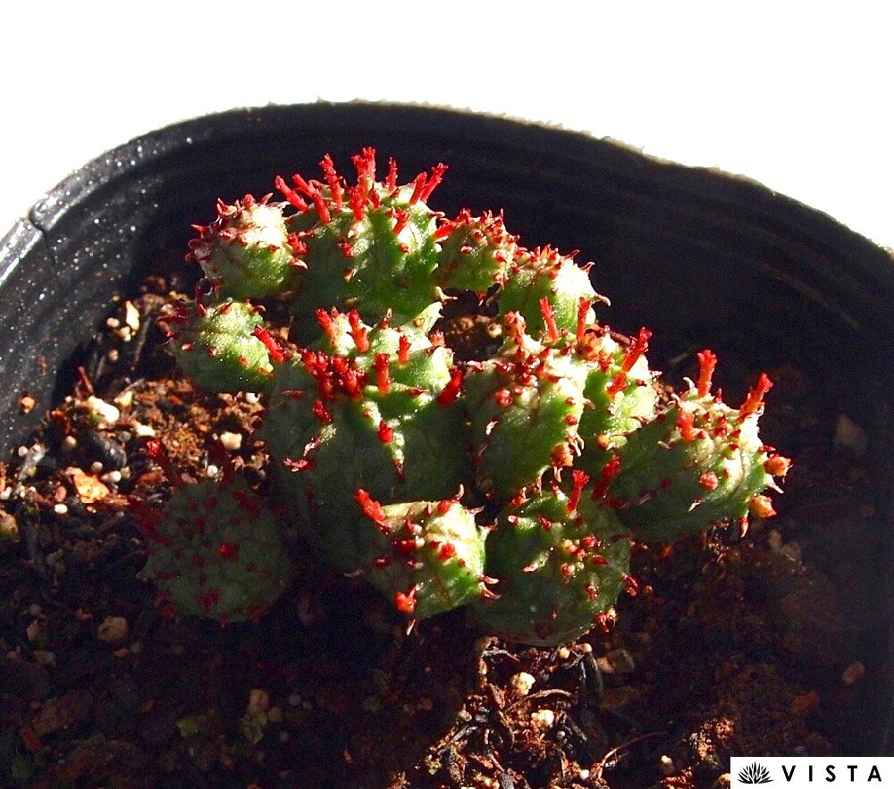 プフェルスドルフィー ユーフォルビア属 多肉植物 9cmポット