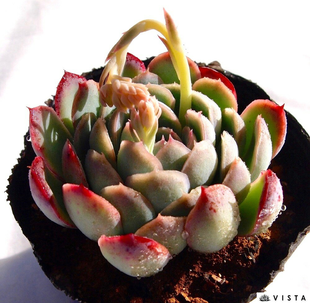 フンユウバン　エケベリア属　多肉植物　9cmポット観葉植物 雑貨 おすすめ インテ...