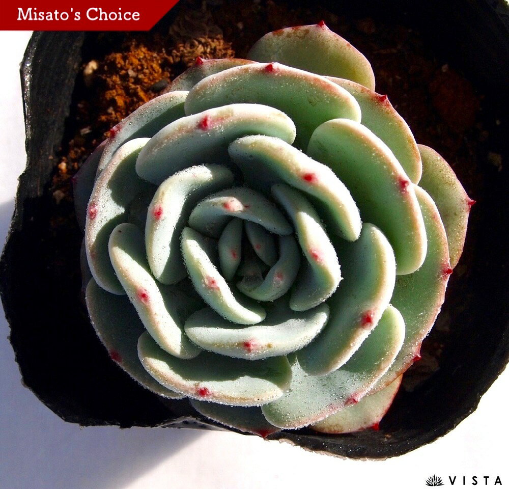 モンブラン　エケベリア属　多肉植物　9cmポット観葉植物 雑貨 おすすめ インテリア 暮らし 室内 植物 育て方 サボテン 多肉