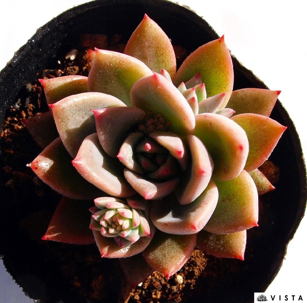 レッドエボニーxリトルローズ　エケベリア属　多肉植物　9cmポット観葉植物 雑貨 おすすめ インテリア 暮らし 室内 植物 育て方 サボテン 多肉