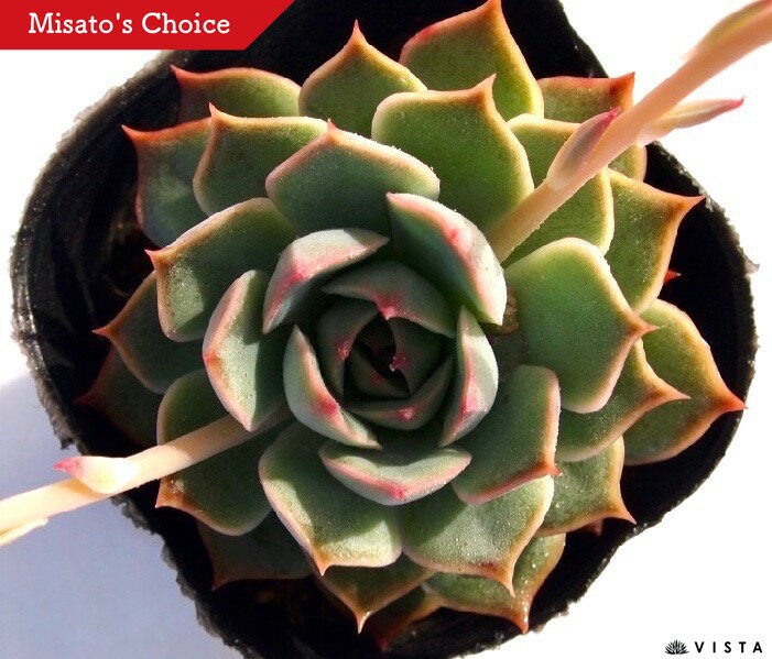 ピンクチップス　エケベリア属　多肉植物　9cmポット観葉植物 雑貨 おすすめ インテリア 暮らし 室内 植物 育て方 サボテン 多肉