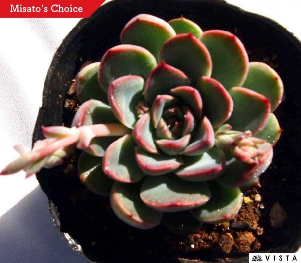 ホットチリ　エケベリア属　多肉植物　9cmポット観葉植物 雑貨 おすすめ インテリア 暮らし 室内 植物 育て方 サボテン 多肉