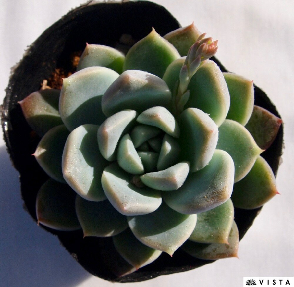 氷山（ヒョウザン）エケベリア属　多肉植物　9cmポット観葉植物 雑貨 おすすめ インテリア 暮らし 室内 植物 育て方 サボテン 多肉