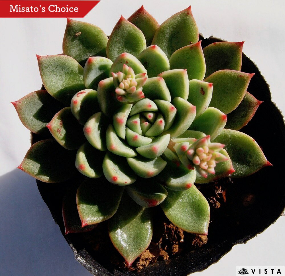 楽天市場 ココット エケベリア属 多肉植物 9cmポット観葉植物 雑貨 おすすめ インテリア 暮らし 室内 植物 育て方 サボテン 多肉 多肉植物専門店 ビスタ