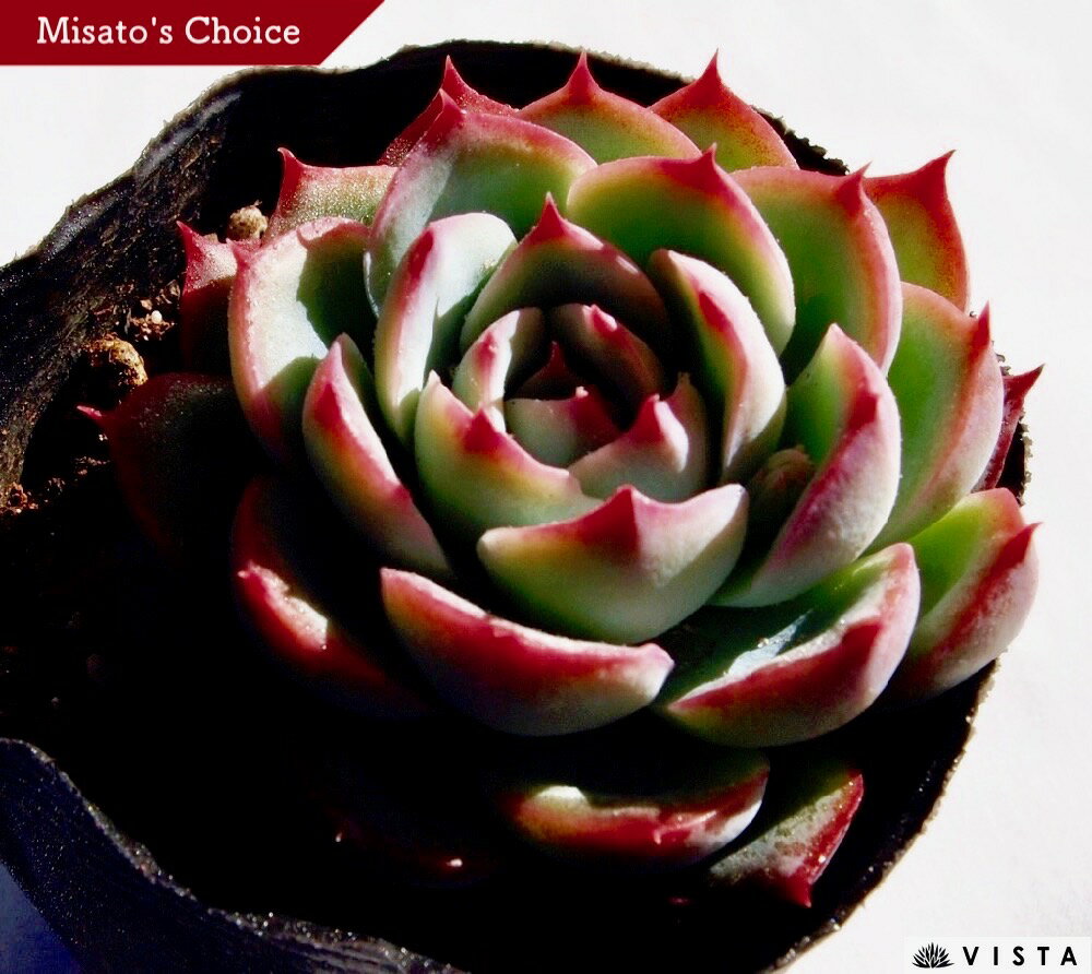 楽天市場 埼玉県深谷市発100 生産直販の店 多肉植物専門店ビスタの公式通販サイト 多肉植物専門店 ビスタ トップページ