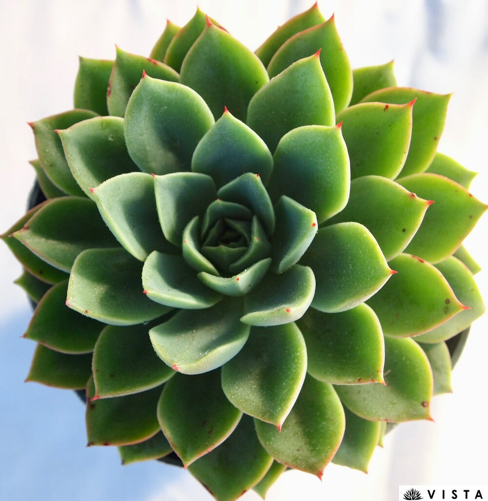 アイスピンキー【デラックス多肉】エケベリア属　多肉植物　10.5cmポット観葉植物 雑貨 おすすめ インテリア 暮らし 室内 植物 育て方 サボテン 多肉