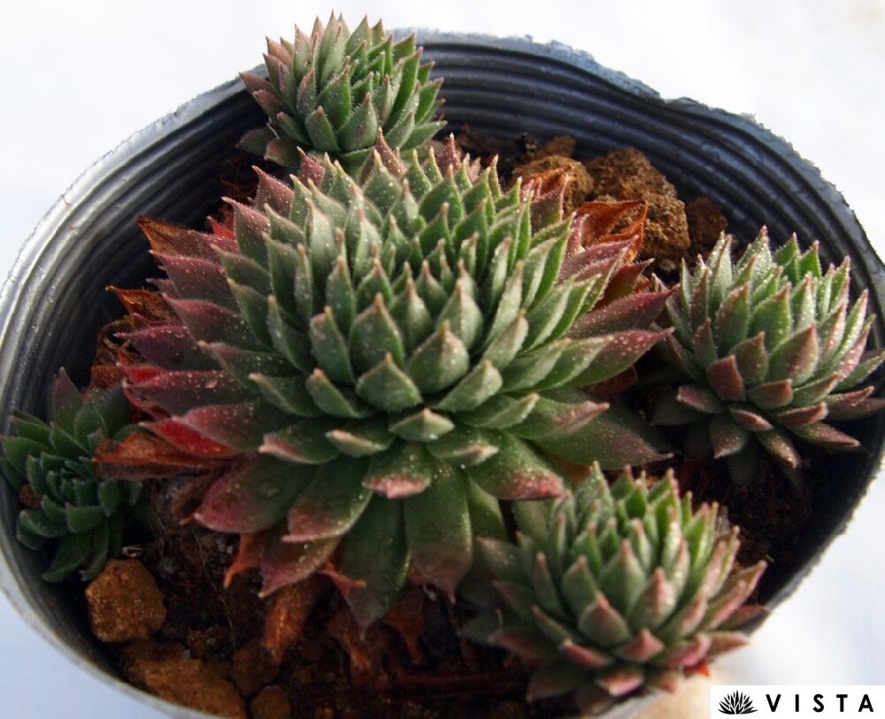 エルス 【デラックス多肉】センペルビウム属　多肉植物　10.5cmポット観葉植物 雑貨 おすすめ インテリア 暮らし&#160;地植え 鉢植え 子株 寒さ 紅葉のサムネイル