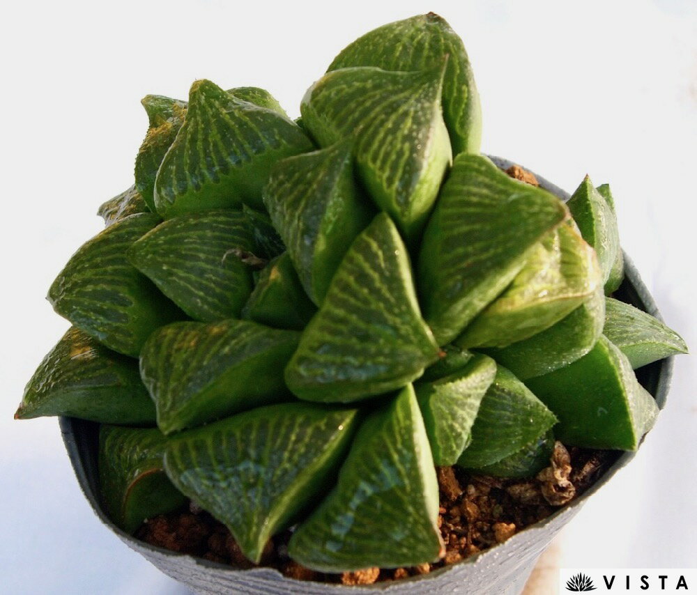 Haworthia.cv