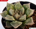 白銀ベヌスタ(ハクギンベヌスタ) ハオルチア属 多肉植物 9cmポット観葉植物 雑貨 おすすめ インテリア 暮らし ハオルシア haworthia サボテン 植物