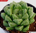 ギザギザハート ハオルチア属 多肉植物 9cmポット観葉植物 雑貨 おすすめ インテリア 暮らし ハオルシア haworthia サボテン 植物