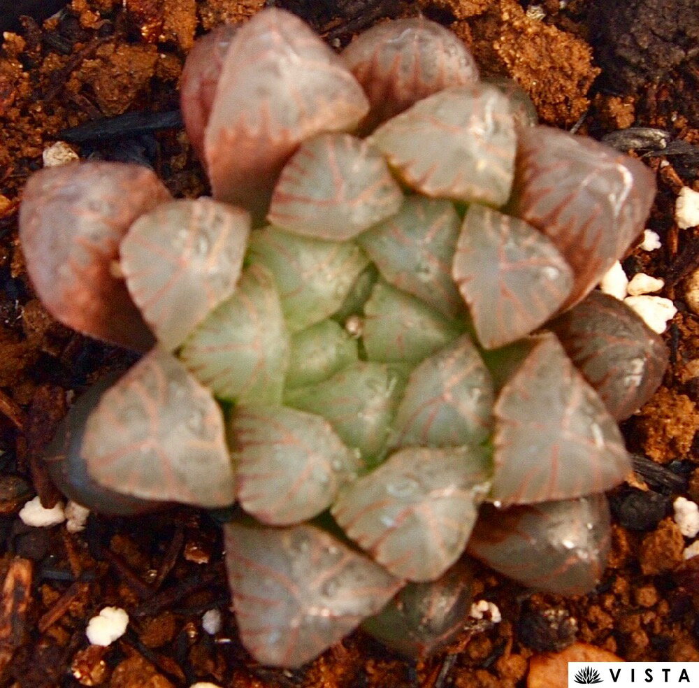 オブツーサ（薄紫）オブツーサ（ウスムラサキ）　ハオルチア属　多肉植物　9cmポット観葉植物 雑貨 おすすめ インテリア 暮らし ハオルシア haworthia サボテン 植物 2