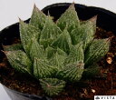 雪化粧(ユキゲショウ) ハオルチア属 多肉植物 9cmポット観葉植物 雑貨 おすすめ インテリア 暮らし ハオルシア haworthia サボテン 植物