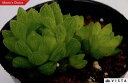 トランスルーセンス ハオルチア属 多肉植物 9cmポット観葉植物 雑貨 おすすめ インテリア 暮らし ハオルシア haworthia サボテン 植物