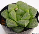 開運殿(カイウンデン)ハオルチア属 多肉植物 9cmポット観葉植物 雑貨 おすすめ インテリア 暮らし ハオルシア haworthia サボテン 植物