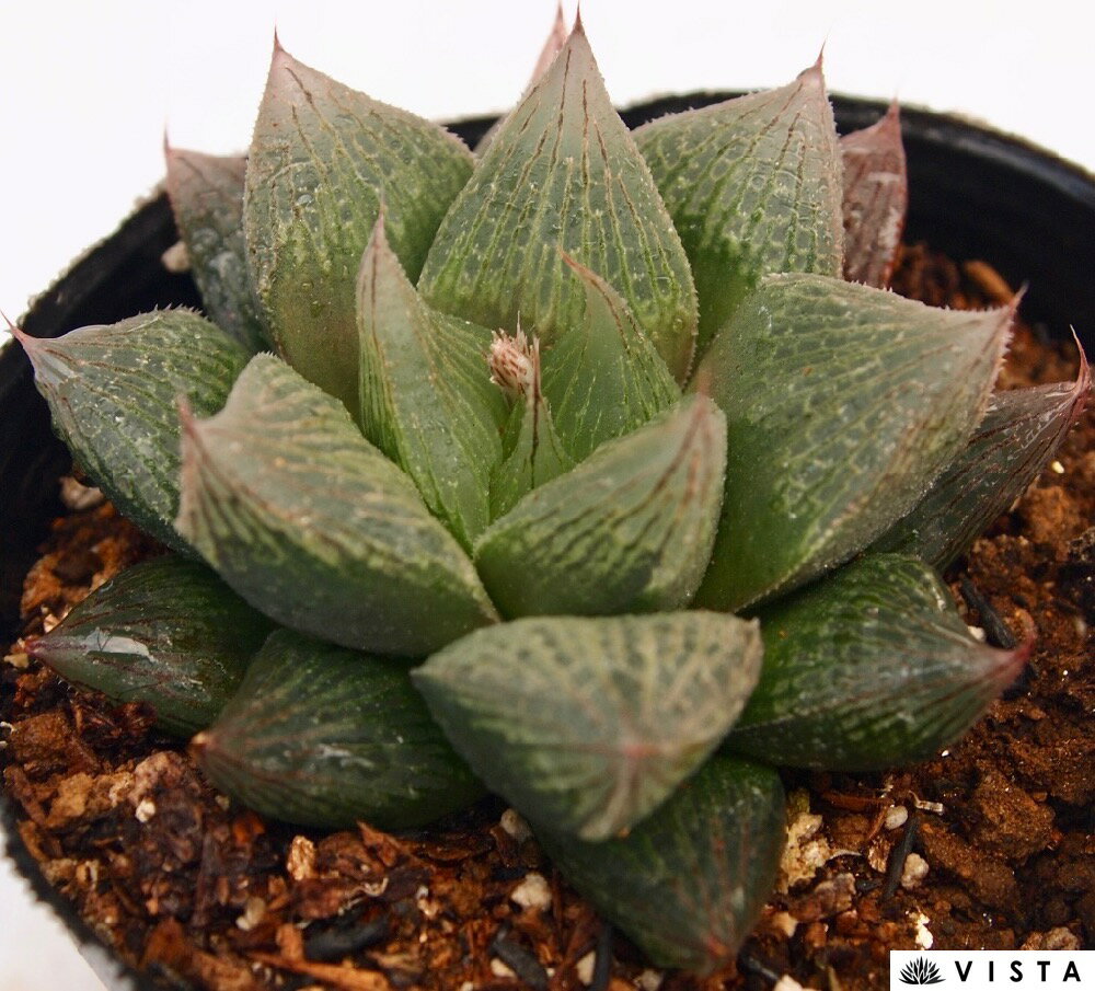 Rakuten - 紫牡丹（ムラサキボタン）　ハオルチア属　多肉植物　9cmポット観葉植物 雑貨 おすすめ インテリア 暮らし ハオルシア haworthia サボテン 植物