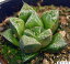 烏城（カラスジョウ）　ハオルチア属　多肉植物　9cmポット観葉植物 雑貨 おすすめ インテリア 暮らし ハオルシア haworthia サボテン 植物