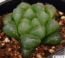 マスカット ハオルチア属 多肉植物 9cmポット観葉植物 雑貨 おすすめ インテリア 暮らし ハオルシア haworthia サボテン 植物